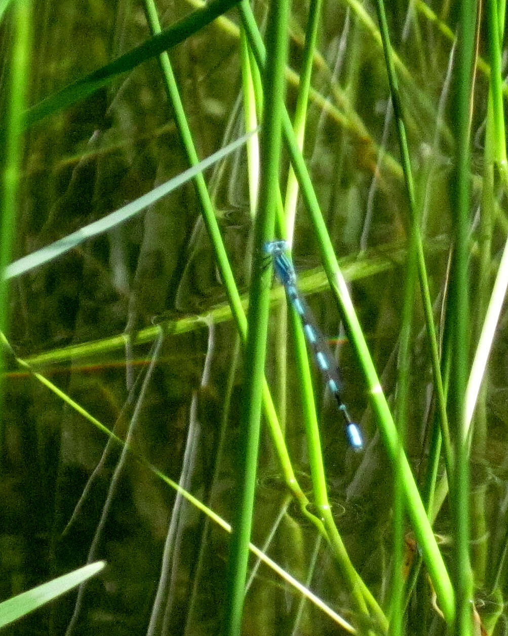 Image of Familiar Bluet