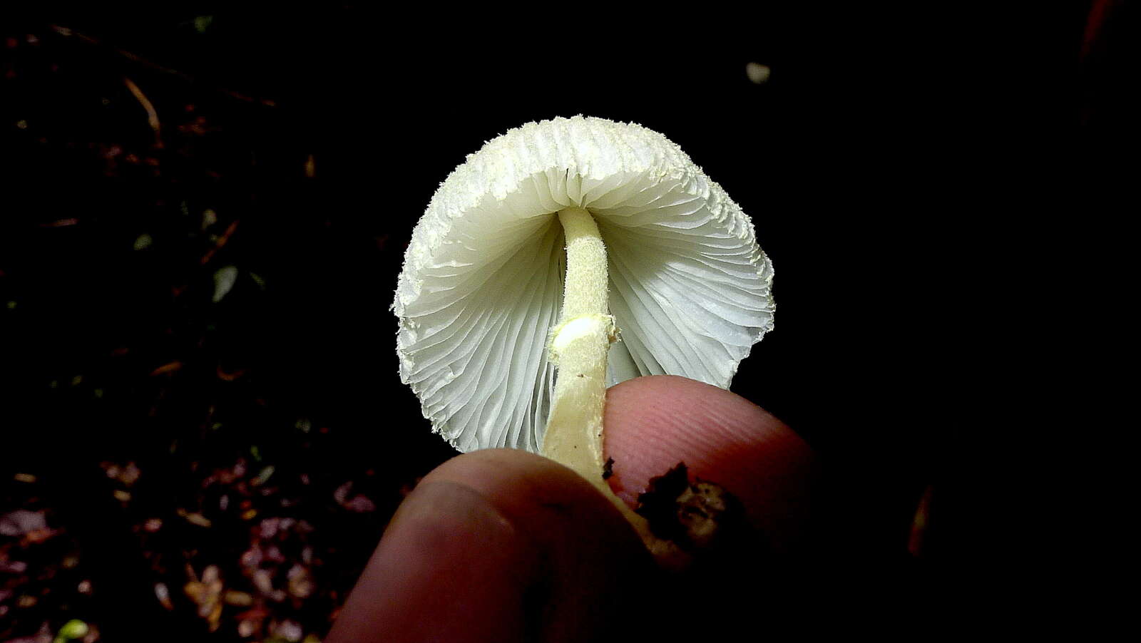 Image of Leucocoprinus