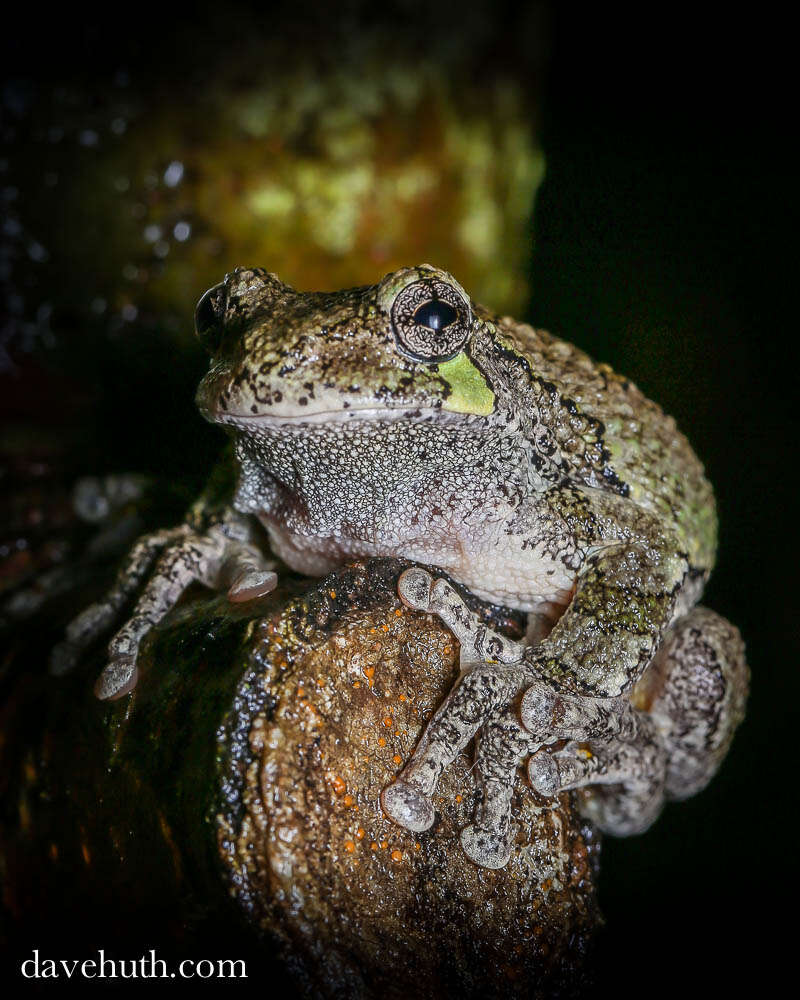 Image of Gray Treefrog