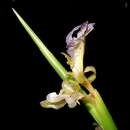 Ischnosiphon gracilis (Rudge) Körn. resmi