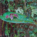 Image of Pleurothallis cardiothallis Rchb. fil.