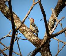 Image of Red-crowned Woodpecker