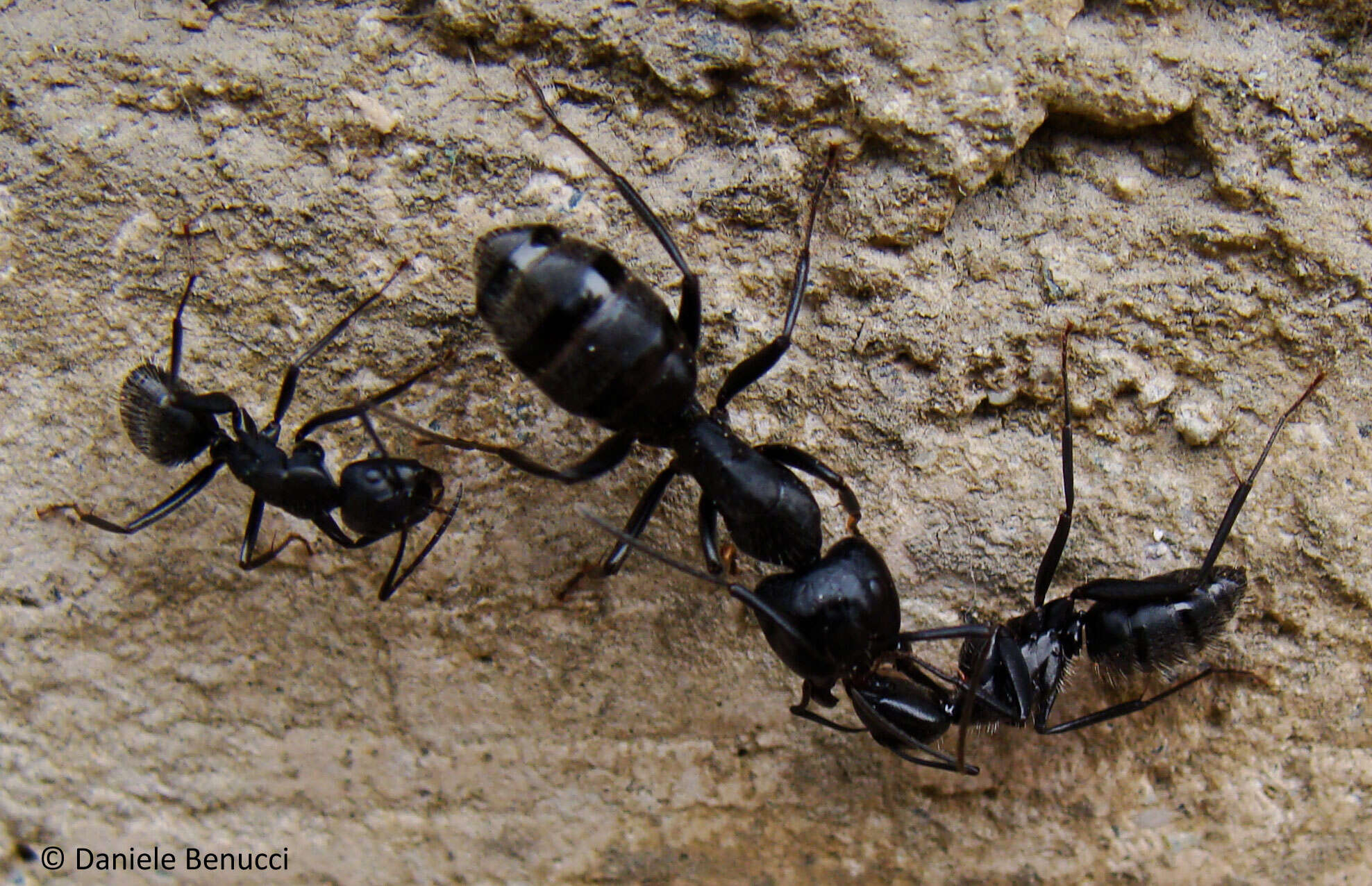 Image of Carpenter ant