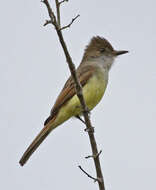 Image of Dusky-capped Flycatcher