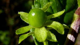 Image of Lantana lucida Schauer