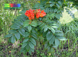 Image of African tulip tree