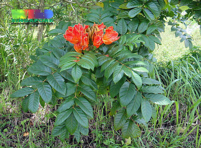 Image of African tulip tree