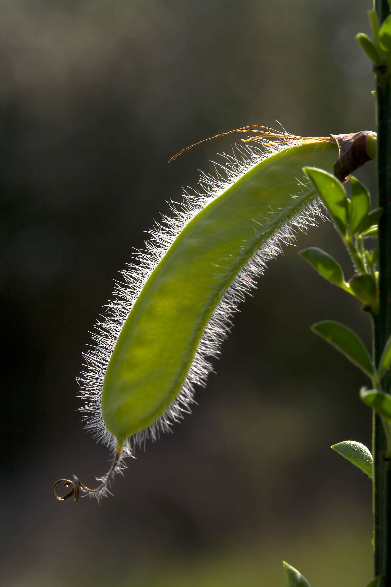 Image of broom