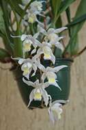 Image of Coelogyne Unchained Melody