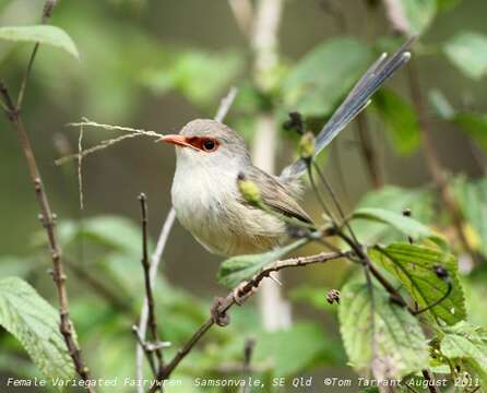 Image of Variegated Fairy-wren