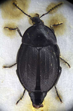 Image of Silpha (Phosphuga) atrata Linnaeus 1758