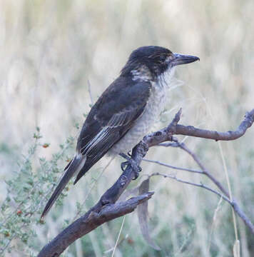 Image of Cracticus torquatus torquatus (Latham 1801)