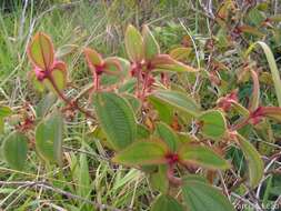 Image of Clidemia capitellata (Bonpl.) D. Don