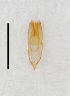 Image of Helophoridae