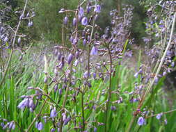 Image of Dianella