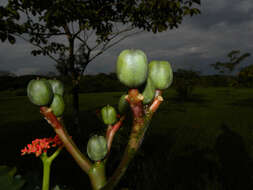 Image de Jatropha