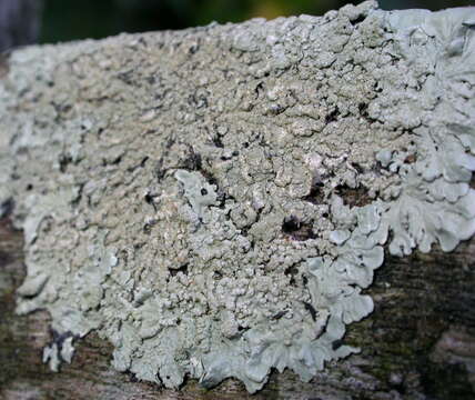 Image of flavoparmelia lichen