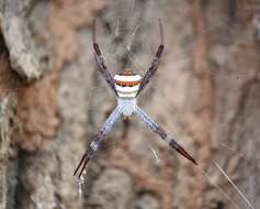 Imagem de Argiope anasuja Thorell 1887