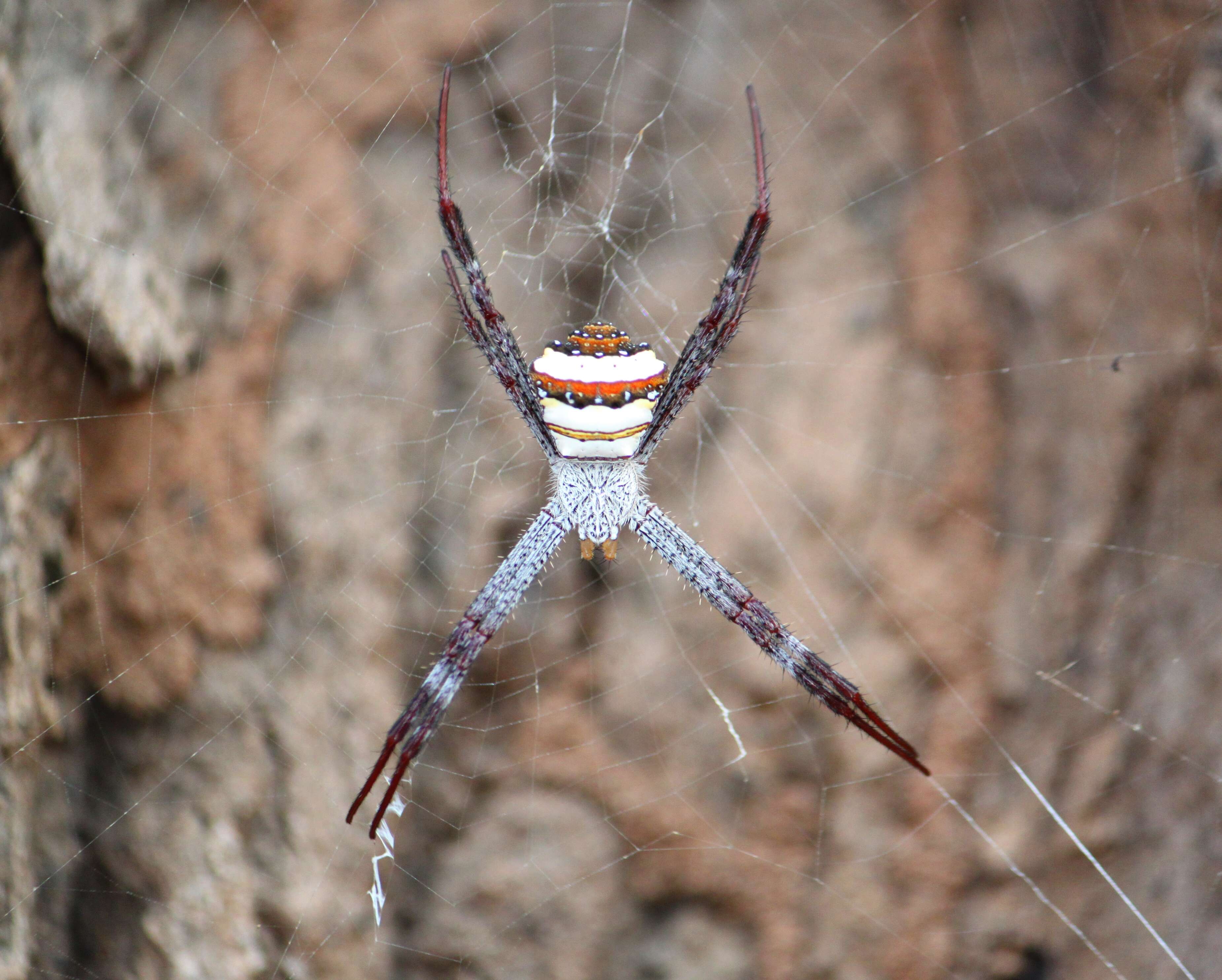 Imagem de Argiope anasuja Thorell 1887