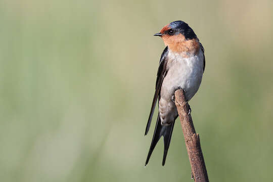 Imagem de Hirundo neoxena Gould 1842