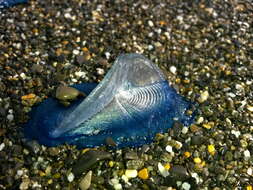 Image of Velella Lamarck 1801