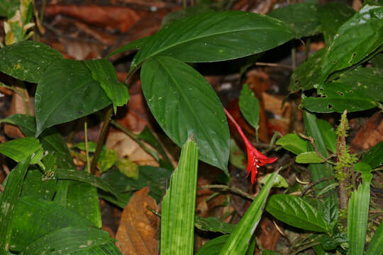 Image of Globba atrosanguinea Teijsm. & Binn.