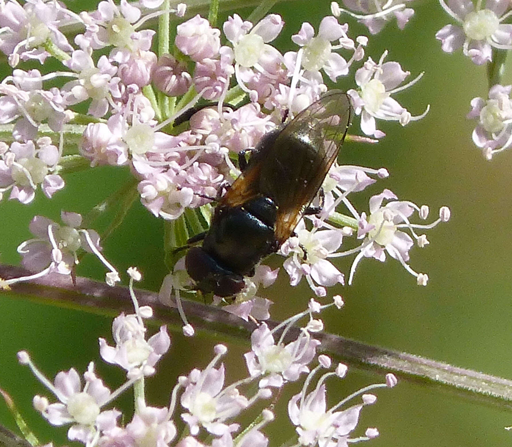 Image of hoverfly