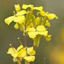 Слика од Erysimum pseudorhaeticum Polatschek