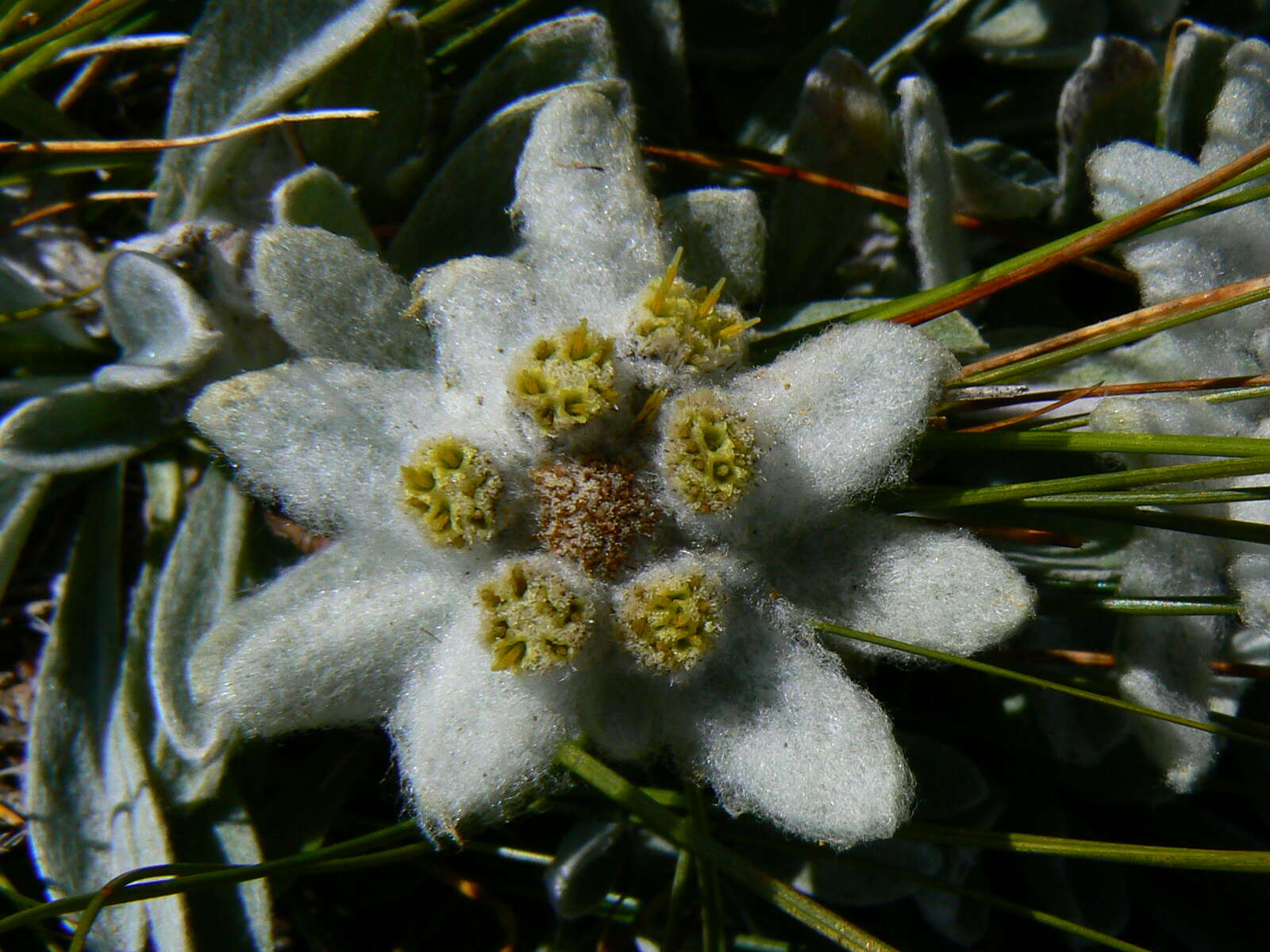 Image of Edelweiss