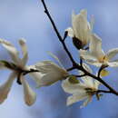 Image of Kobus magnolia