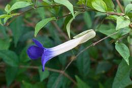 Image of bush clockvine