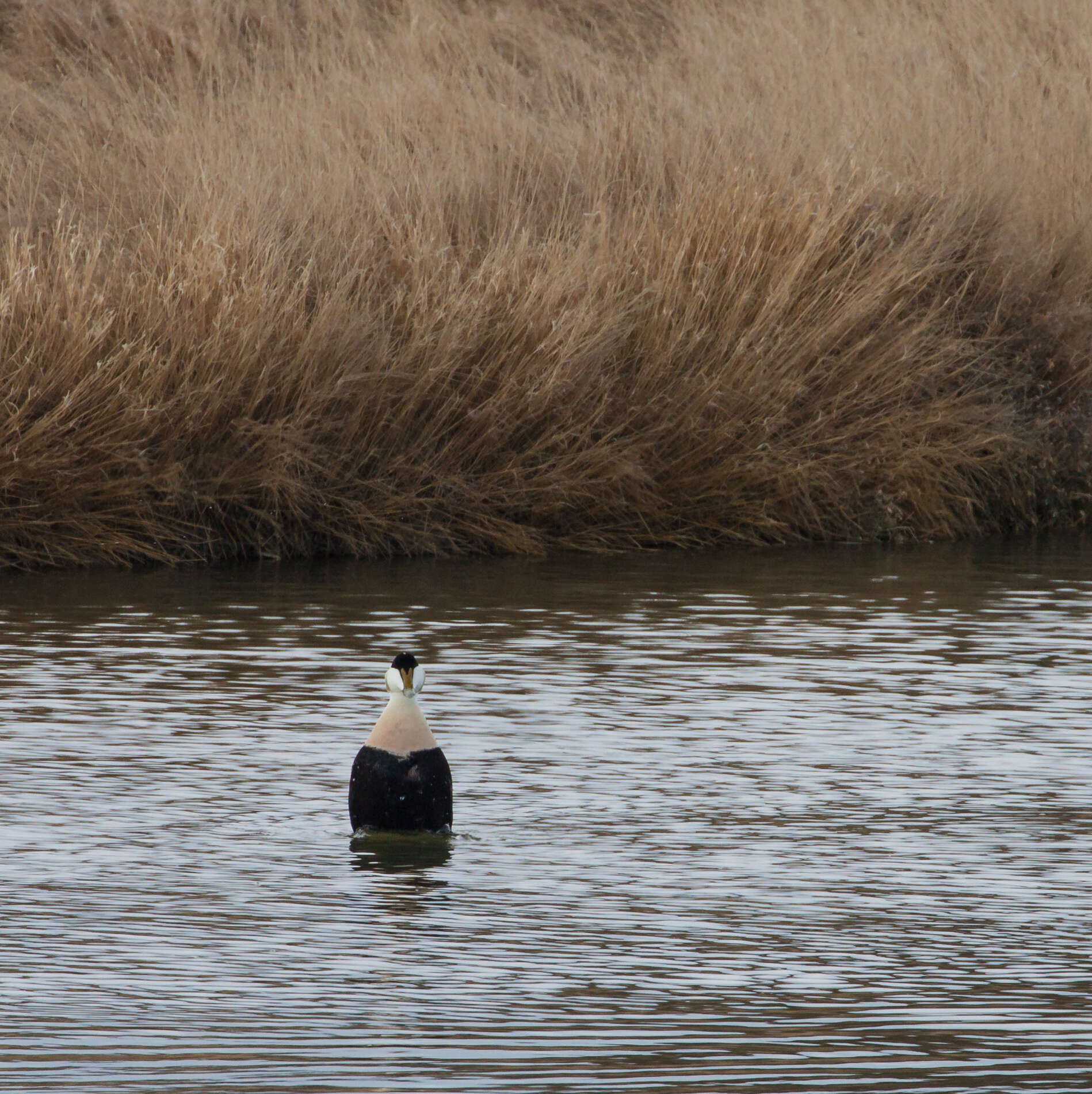 Image of Eider