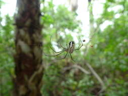 Image of Leucauge argyra (Walckenaer 1841)