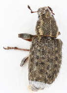 Image of Clover Root Weevil