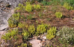 Image of stonecrop