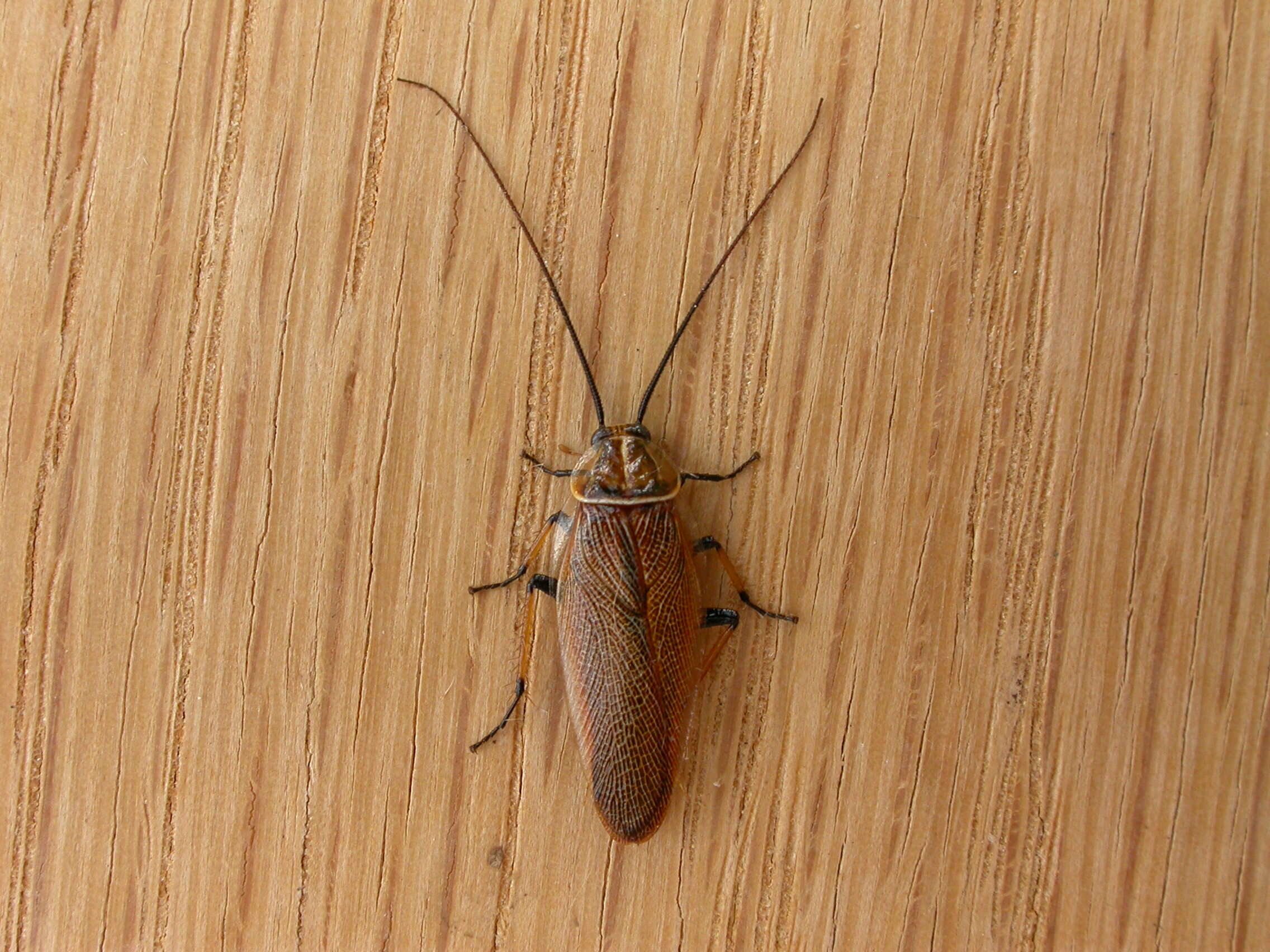 Image of Ellipsidion