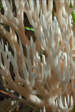 صورة Ramaria gracilis (Pers.) Quél. 1888