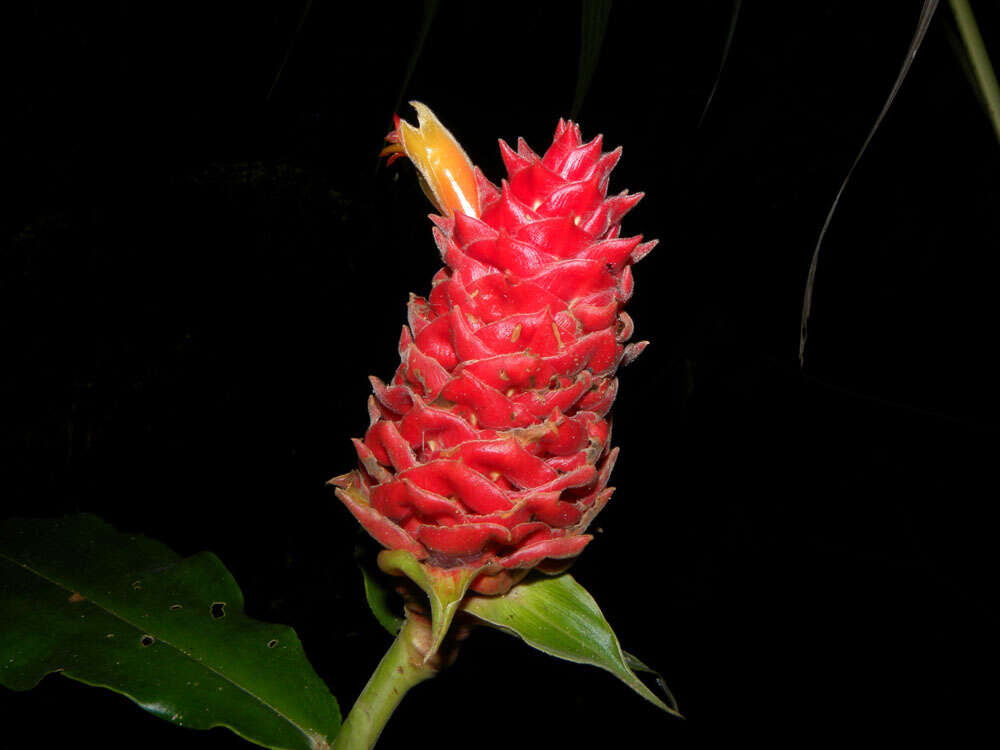 Image of Costus ricus Maas & H. Maas