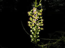 Image of Lophanthera hammelii W. R. Anderson