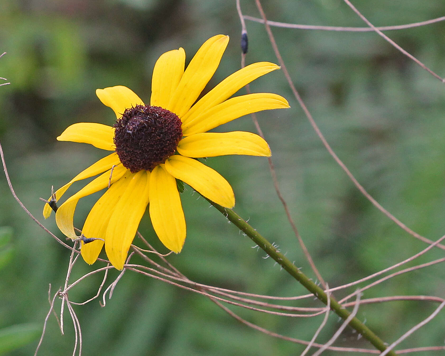 Image of blackeyed Susan