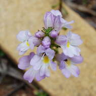 Image de Euphrasia collina R. Br.