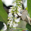 Слика од Derris trifoliata Lour.