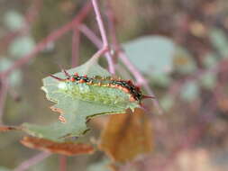 صورة Doratifera quadriguttata Walker 1855