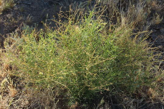 Sivun Atriplex linearis S. Wats. kuva