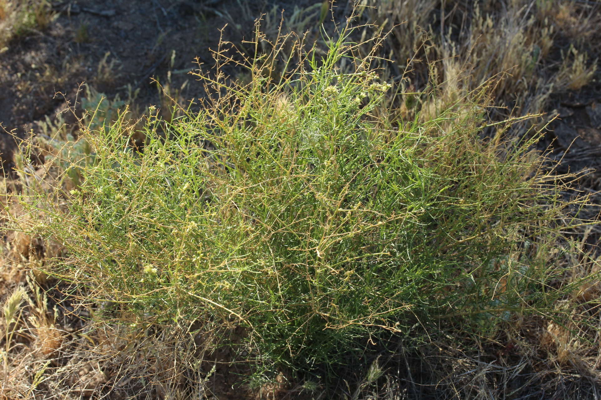 Image of thinleaf fourwing saltbush