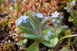 Plancia ëd Myosotis incrassata Guss.