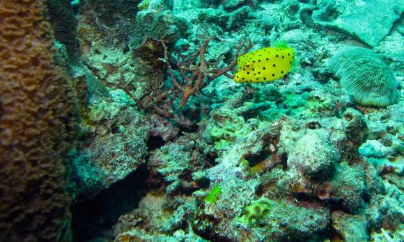 Image of Yellow boxfish