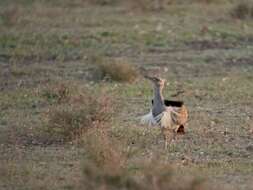 Image of African Houbara Bustard