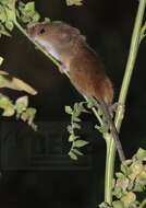 Image of harvest mouse