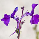 Plancia ëd Linaria elegans Cav.